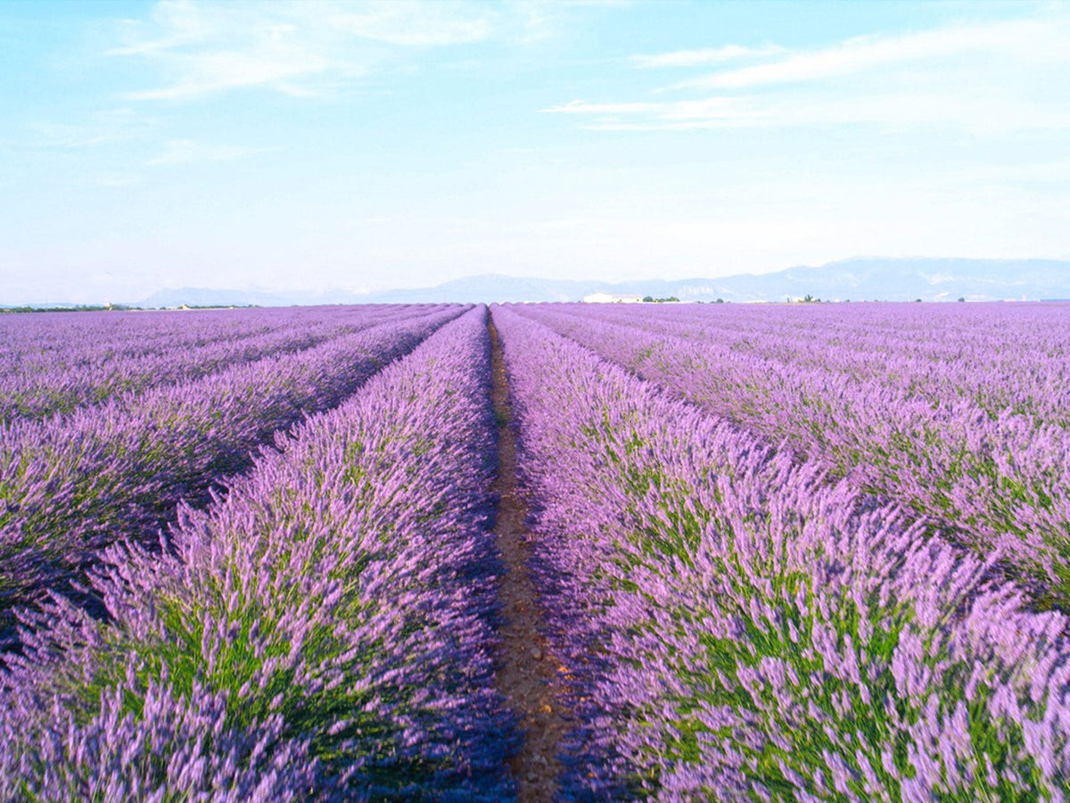 The Psychology of Purple: Why This Unique Hue Is the Ultimate Color for Relaxation